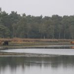 Die Strabrechtsche Heide bei Helmond mit schottischem Hochlandvieh