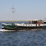 Im Salzwasser der Westerschelde, im Hintergrund Muschelbänke