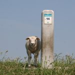 Begegnung am Nordseedeich bei Burghsluis