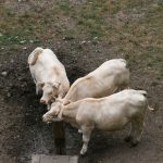 Charolais-Rinder bei Chaumont