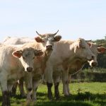 Charolais-Rinder – eine hochwertige Fleischrasse