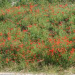 Mohnblumen im Nièvre