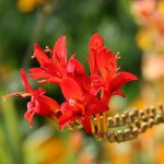 Dans les jardins de Monet