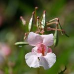 Dans les jardins de Monet