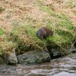 Die Bisamratten sind zwar putzig, zerstören aber mit ihren Höhlen die Kanalufer