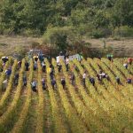 Weinlese bei Chambolle-Musigny