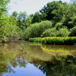 Water lillies near lock #25 (Canal de Briare)