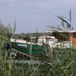 The nature reserve of «Biesbosch» (The Netherlands)