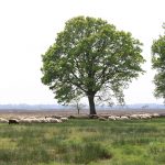 Dwingeloosche Heide (Provinz Drenthe)