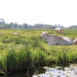 Im Naturschutzgebeiet «De Weerribben»