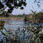 Natur pur in der Umgebung von Weesp