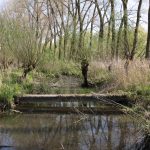 Uralte Weidenlandschaft im Biesbosch (NL)