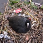 Blässhuhn mit soeben geschlüpften Jungen