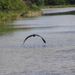 Fischreiher (Canal de Briare)