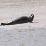 Robbe in der Baie de Somme