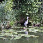 Graureiher im Sauwinkel (D)