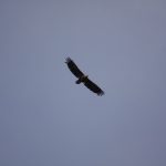 Die Adler kreisen über unserem Schiff
