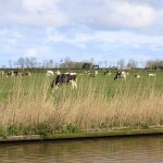 Zwischen Leeuwarden und Harlingen