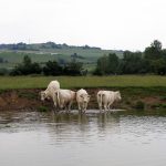 Agriculture française