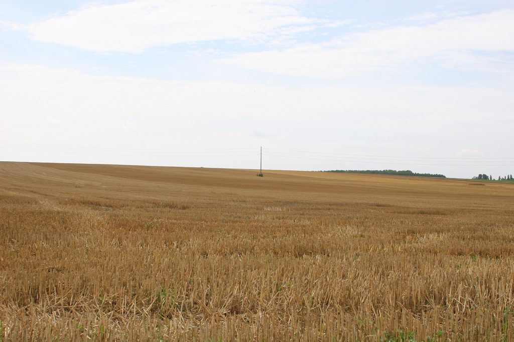 Kornfeld bei Variscourt