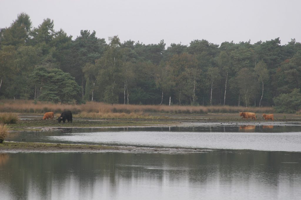 Schottisches Hochlandvieh in der Strabrechtschen Heide