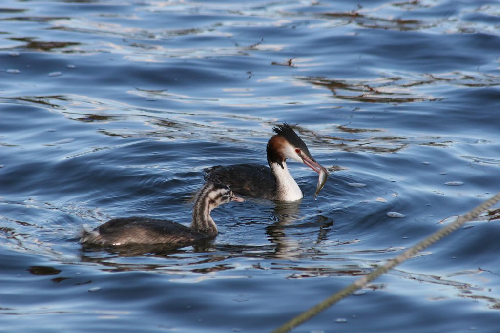 Eine fleissige Fischerin