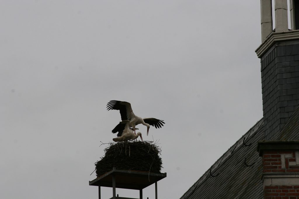 Es ist echt: Das Storchenpaar auf dem Rathaus von Oudewater