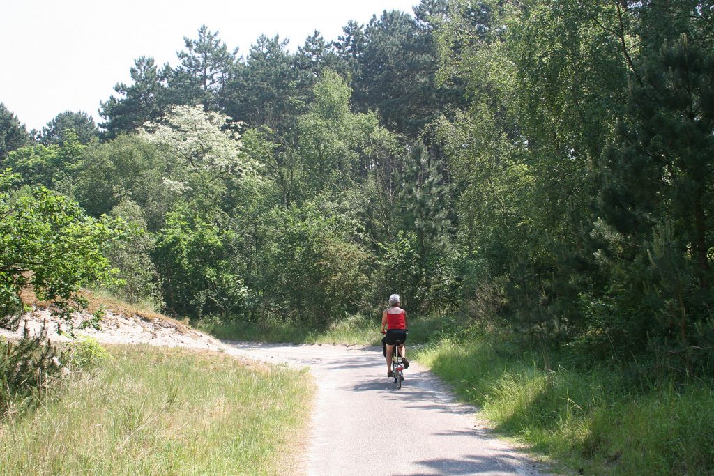 Ein beinahe schweizerischer Wald