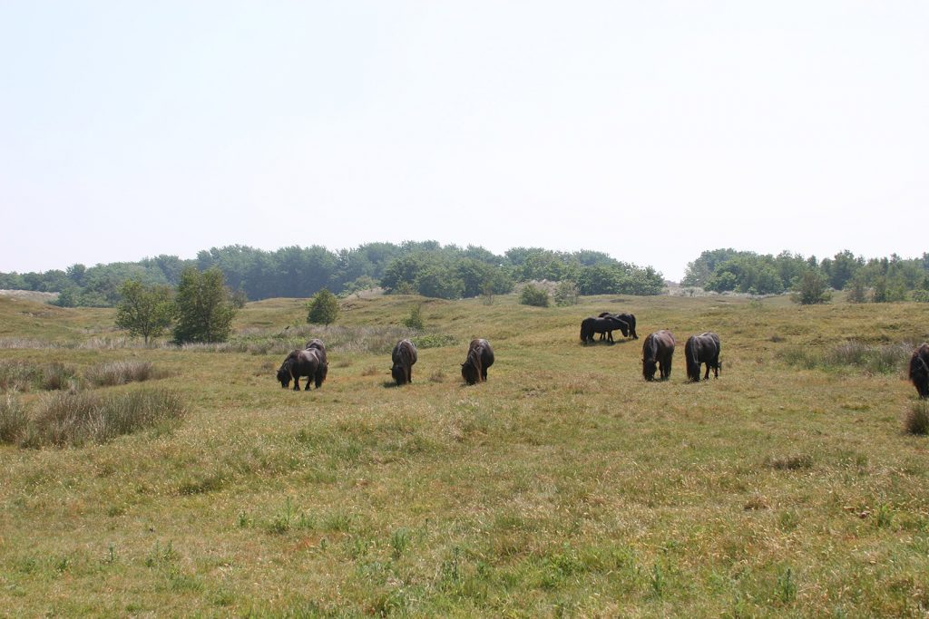 Wilde Ponys in den Dünen