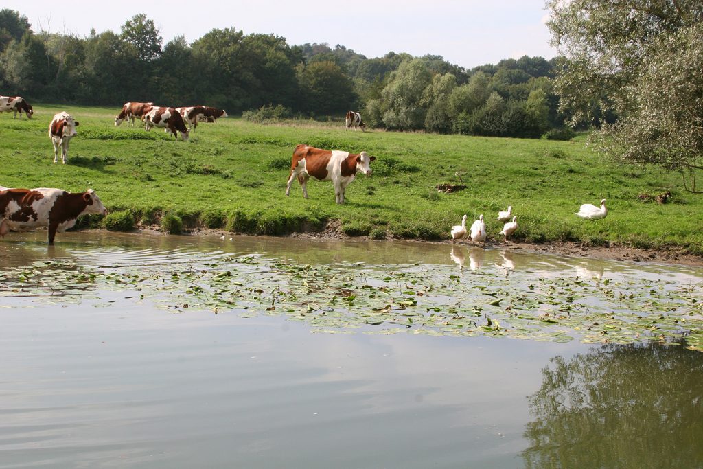 Ländliche Idylle an der Seille