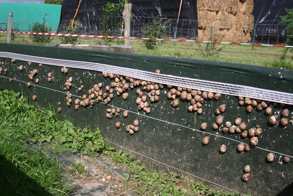 Burgunder Schneckenzucht