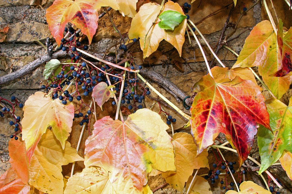 Herbst im Beaujolais