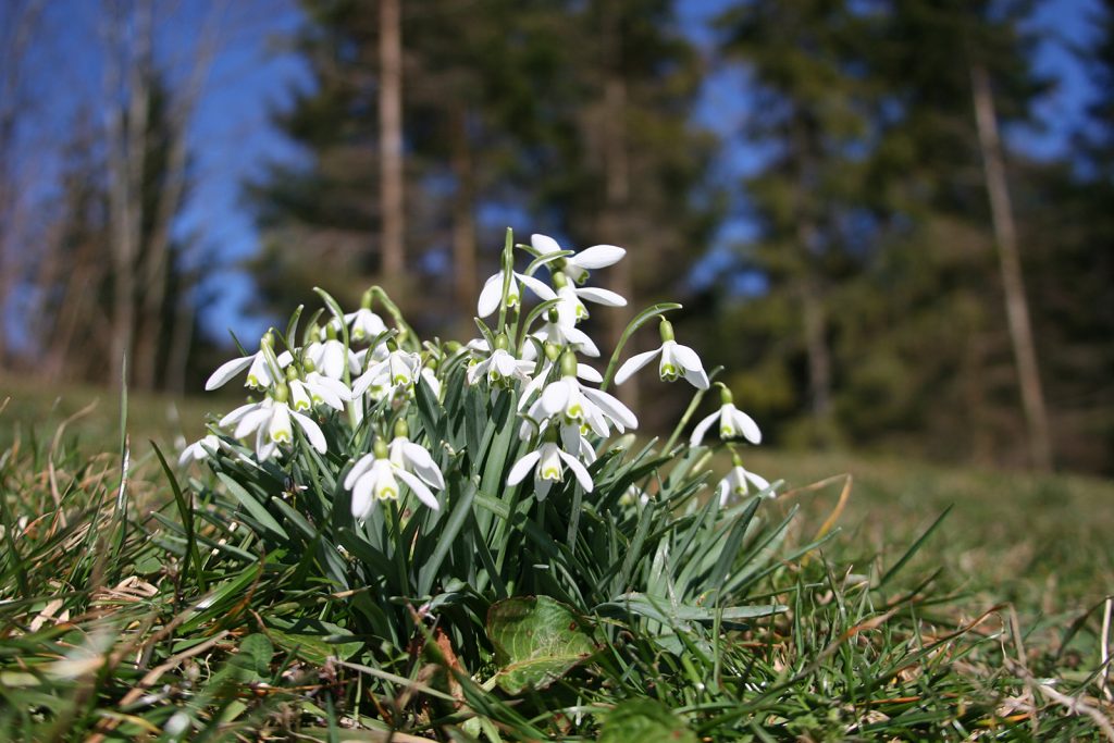 Frühlingsflora im Tössbergland