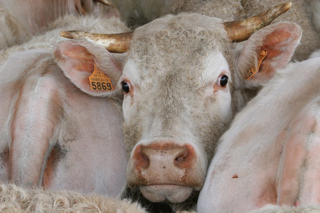 Es kommt praktisch ausschliesslich Charolais-Vieh auf den Markt