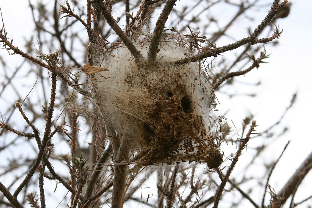 Welchem Tier gehört dieses Nest?