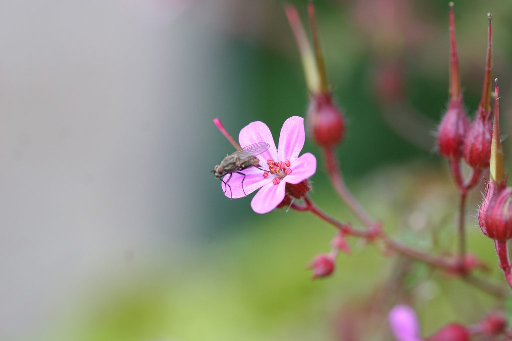 Nach dem Regen