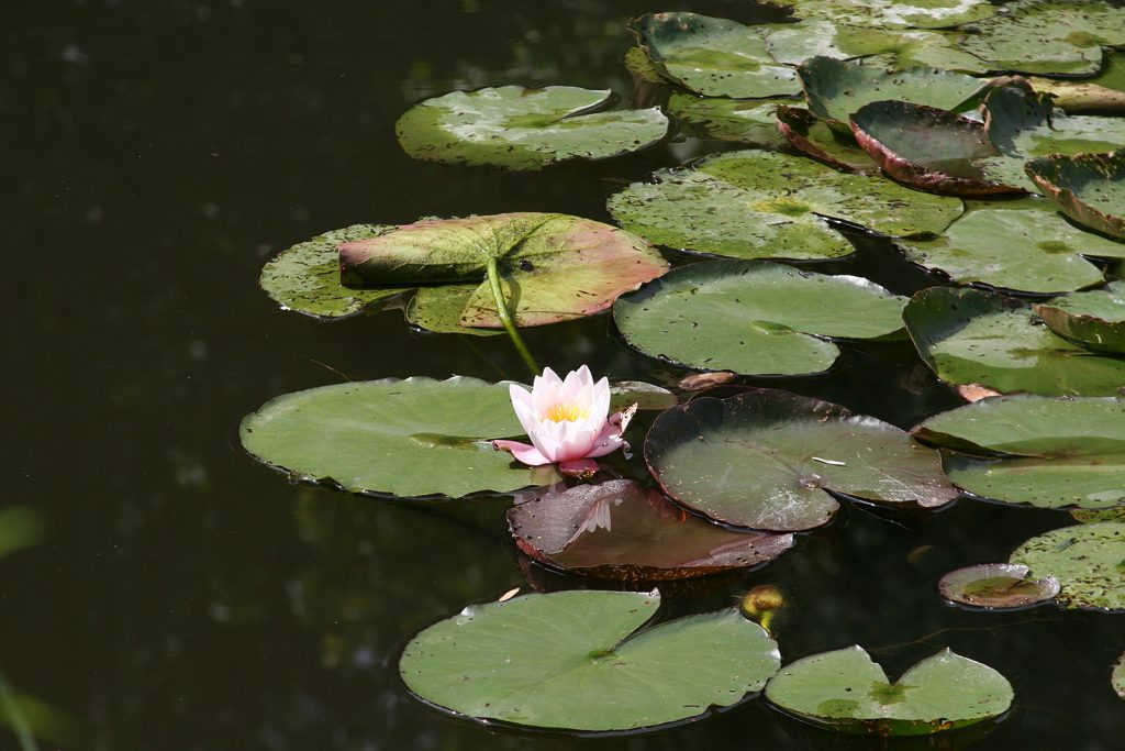 Seerose im Seerosenteich in Monets Garten...