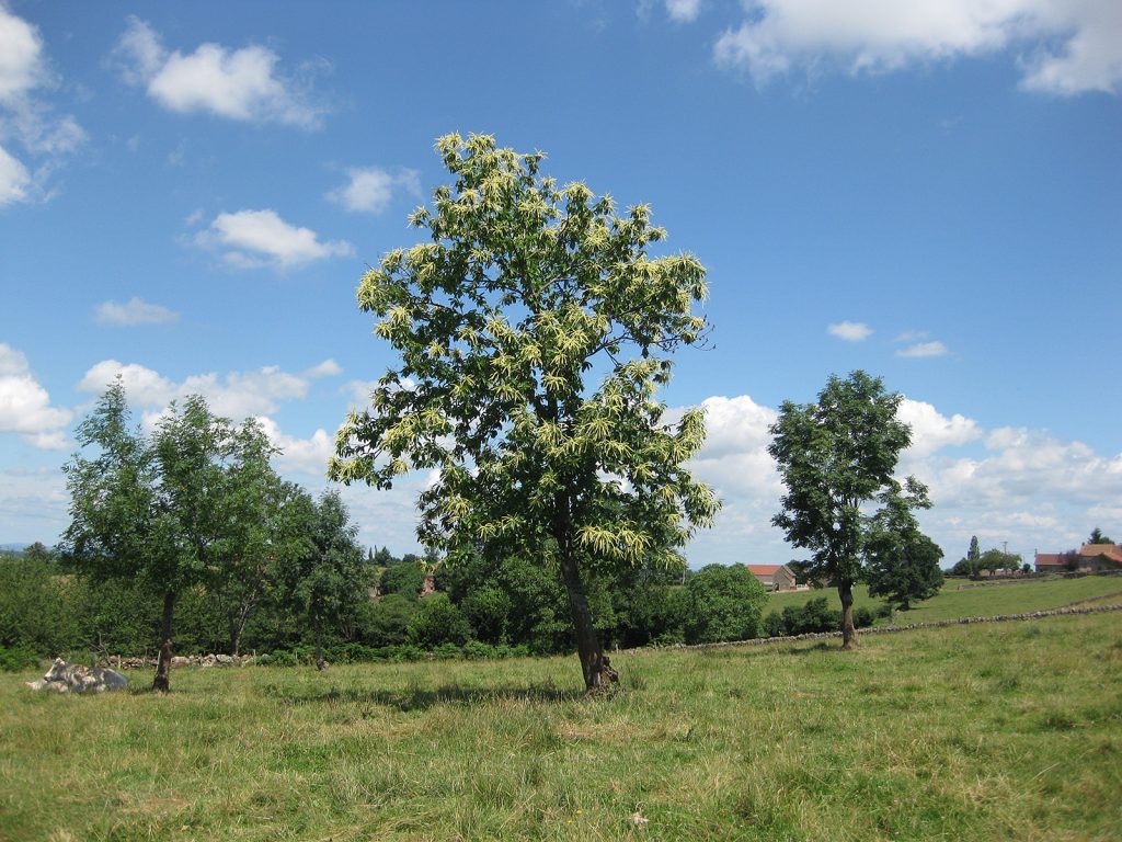 Ein Kastanienbaum in voller Blüte