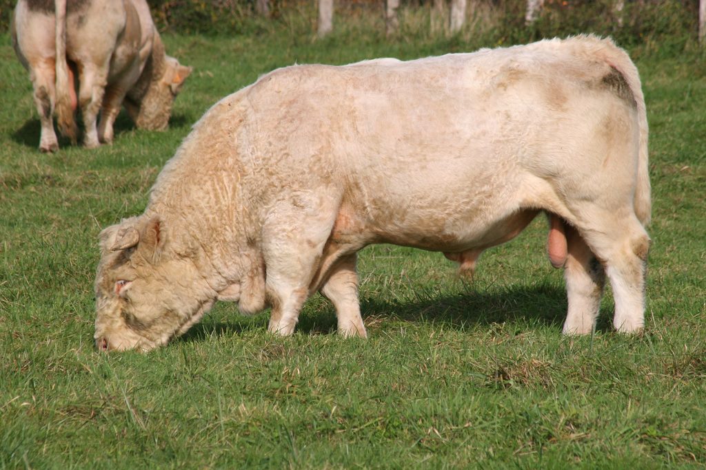 Ein mächtiger Charolais-Stier