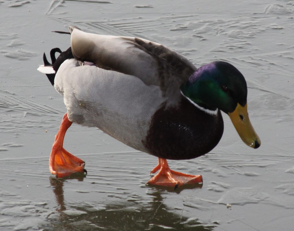 Enten-Schlittschuhfahren