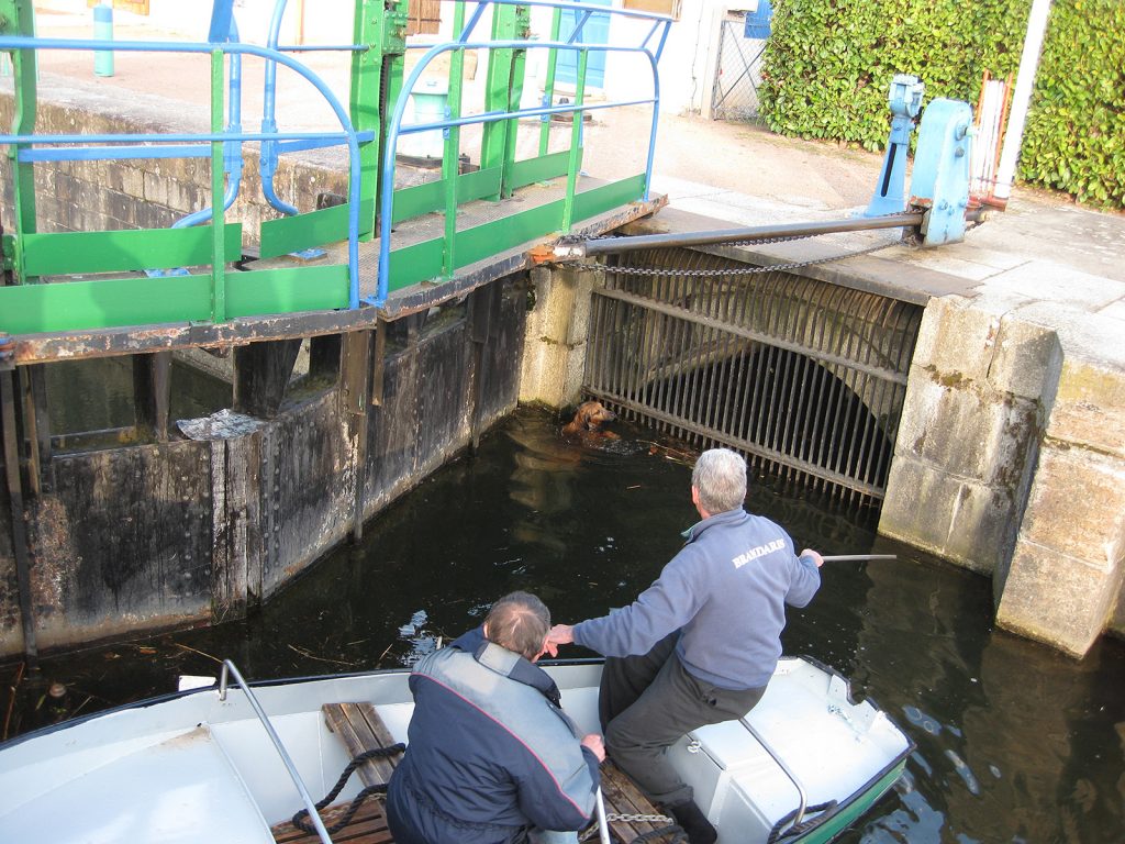 Rettung eines Hundes bei der Schleuse