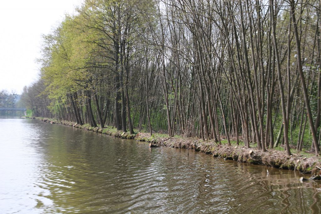 Die Kanalufer des Canal de Roanne à Digoin nach dem Baumschnitt