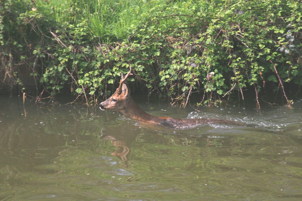 Der Kanal als tödliche Wildfalle