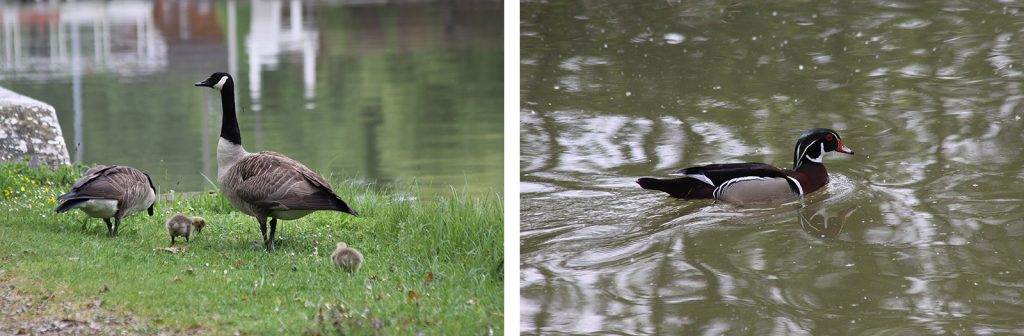 Wildgänse und eine hübsche Ente am Étang de la Gazonne