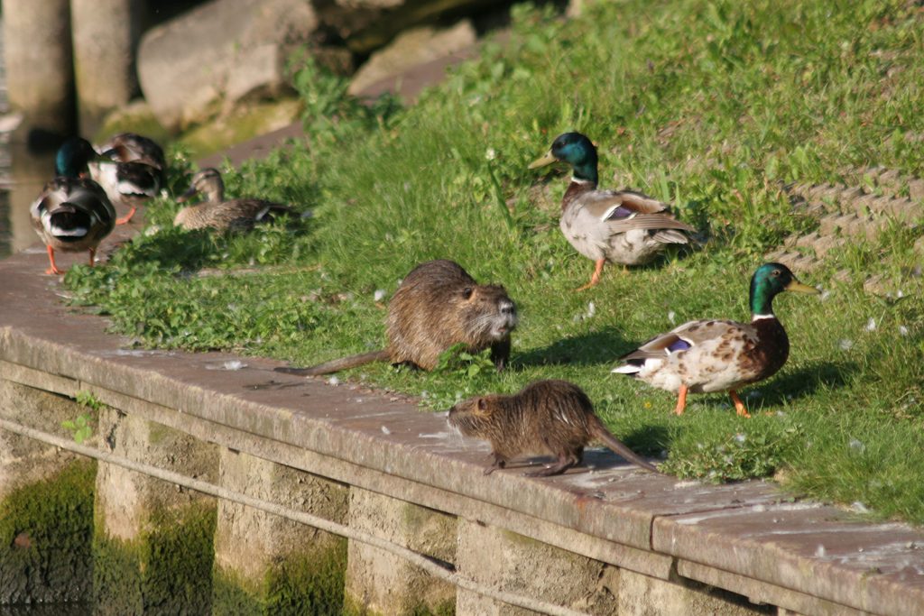 Das «Phantom» zusammen mit Enten