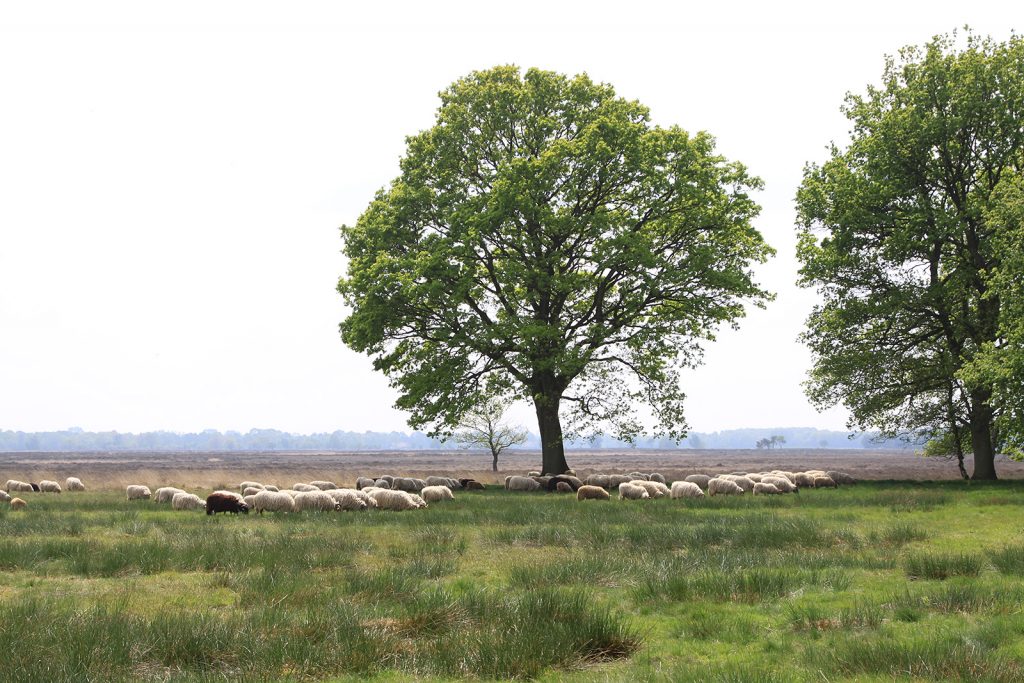 Nationalpark Dwingelderveld