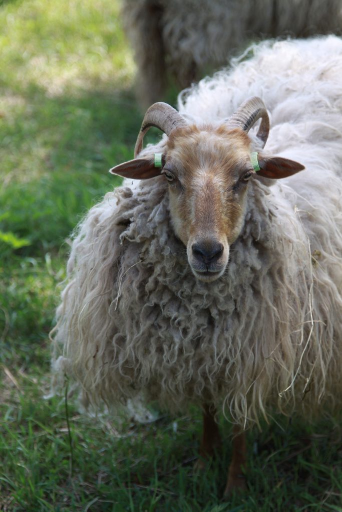 Das seltene Drentsche Heideschaf