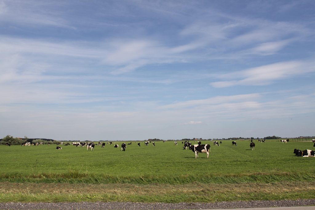 Friesische Landschaft