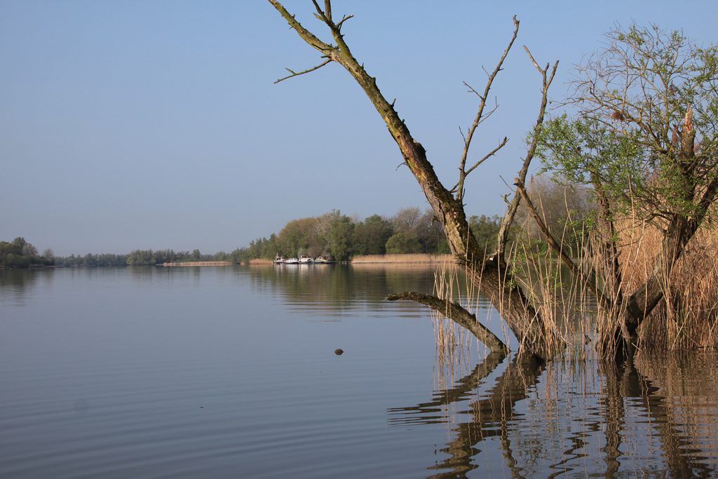 Natur pur im Biesbosch