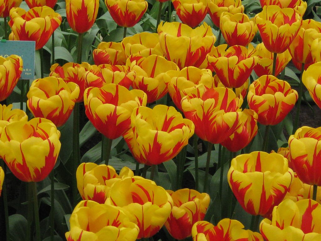 Die Tulpe «Hollands Glorie» im Keukenhof